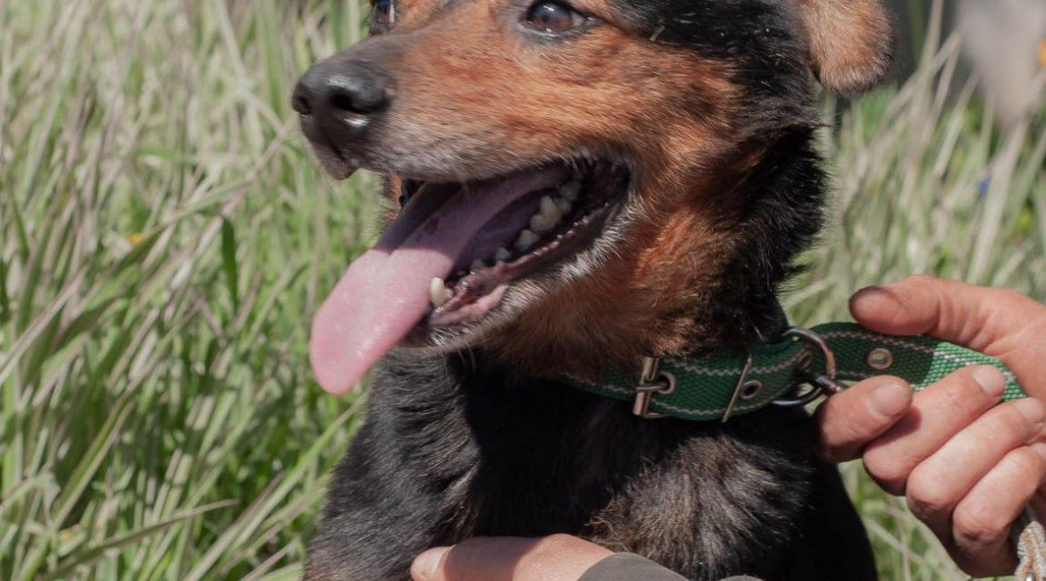 Chiens à adopter